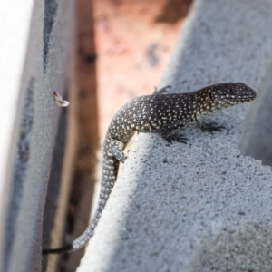 Egernia cunninghami at Murrumbateman, NSW - 9 Mar 2019 10:44 AM