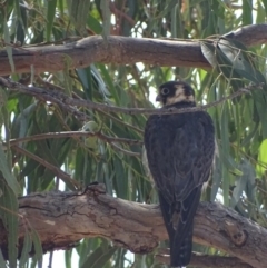 Falco longipennis (Australian Hobby) at Garran, ACT - 8 Mar 2019 by roymcd