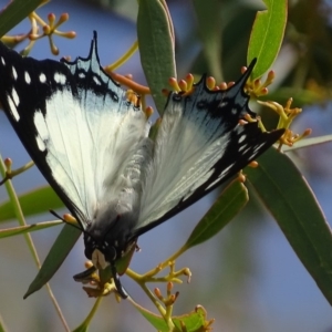 Charaxes sempronius at Garran, ACT - 8 Mar 2019