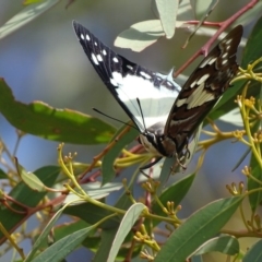 Charaxes sempronius at Garran, ACT - 8 Mar 2019 11:58 AM