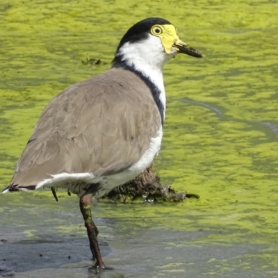 Vanellus miles (Masked Lapwing) at Jerrabomberra Wetlands - 8 Mar 2019 by roymcd