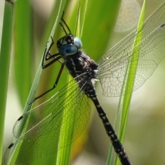 Austroaeschna parvistigma (Swamp Darner) at Namadgi National Park - 11 Feb 2019 by roymcd