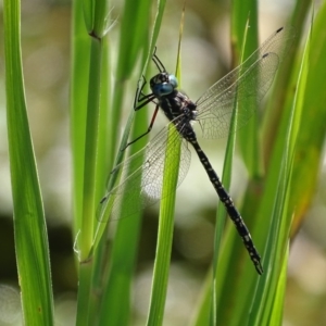 Austroaeschna parvistigma at Rendezvous Creek, ACT - 11 Feb 2019