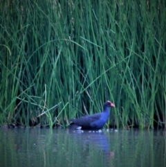 Porphyrio melanotus (Australasian Swamphen) at Harrison, ACT - 9 Mar 2019 by davobj