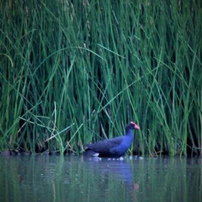 Porphyrio melanotus (Australasian Swamphen) at Harrison, ACT - 9 Mar 2019 by davobj