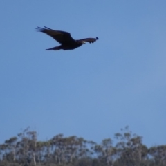 Circus approximans (Swamp Harrier) at Namadgi National Park - 11 Feb 2019 by roymcd