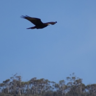 Circus approximans (Swamp Harrier) at Rendezvous Creek, ACT - 11 Feb 2019 by roymcd