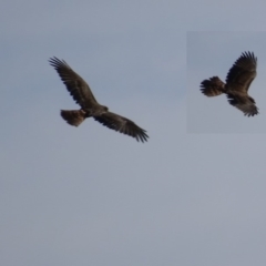 Circus approximans at Rendezvous Creek, ACT - 11 Feb 2019 04:22 PM