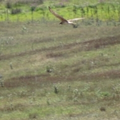 Circus approximans (Swamp Harrier) at Namadgi National Park - 11 Feb 2019 by roymcd