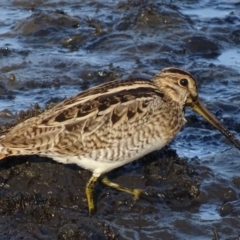 Gallinago hardwickii (Latham's Snipe) at Fyshwick, ACT - 1 Mar 2019 by roymcd