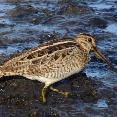 Gallinago hardwickii (Latham's Snipe) at Jerrabomberra Wetlands - 28 Feb 2019 by roymcd