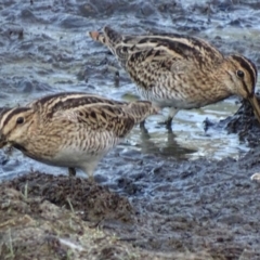 Gallinago hardwickii at Fyshwick, ACT - 1 Mar 2019 08:20 AM