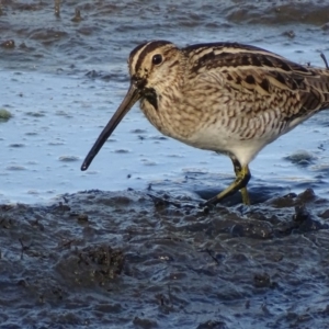 Gallinago hardwickii at Fyshwick, ACT - 1 Mar 2019