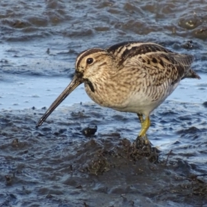 Gallinago hardwickii at Fyshwick, ACT - 1 Mar 2019 08:20 AM