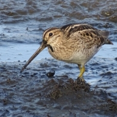 Gallinago hardwickii at Fyshwick, ACT - 1 Mar 2019