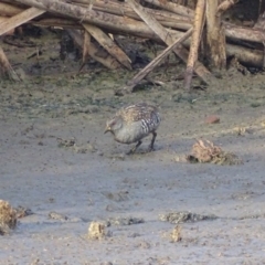 Porzana fluminea (Australian Spotted Crake) at Fyshwick, ACT - 28 Feb 2019 by roymcd