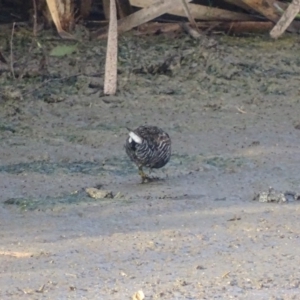 Porzana fluminea at Fyshwick, ACT - 1 Mar 2019