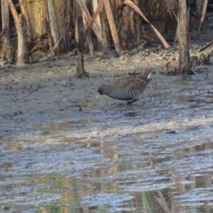 Porzana fluminea at Fyshwick, ACT - 1 Mar 2019