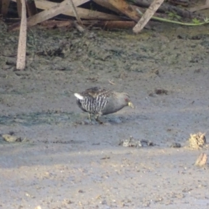 Porzana fluminea at Fyshwick, ACT - 1 Mar 2019