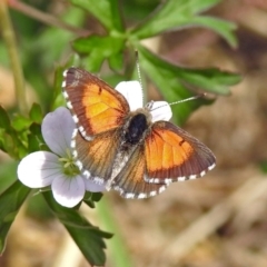 Lucia limbaria (Chequered Copper) at Point Hut Pond - 8 Mar 2019 by RodDeb