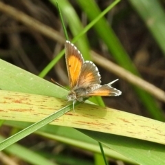 Lucia limbaria at Gordon, ACT - 8 Mar 2019 01:32 PM