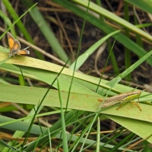 Lucia limbaria at Gordon, ACT - 8 Mar 2019 01:32 PM