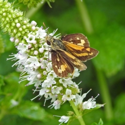 Ocybadistes walkeri (Green Grass-dart) at Point Hut Pond - 8 Mar 2019 by RodDeb