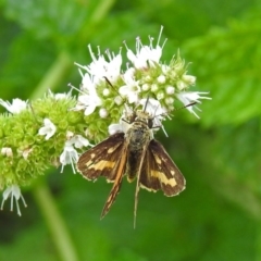 Ocybadistes walkeri at Gordon, ACT - 8 Mar 2019 02:03 PM