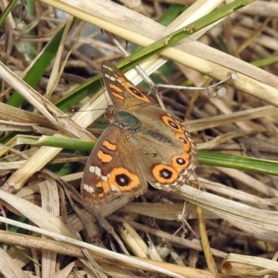 Junonia villida (Meadow Argus) at Gordon, ACT - 8 Mar 2019 by RodDeb