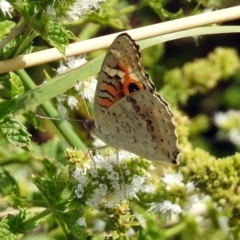 Junonia villida at Gordon, ACT - 8 Mar 2019 02:08 PM