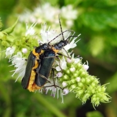 Chauliognathus lugubris (Plague Soldier Beetle) at Point Hut Pond - 8 Mar 2019 by RodDeb