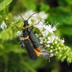 Chauliognathus lugubris at Gordon, ACT - 8 Mar 2019 01:54 PM