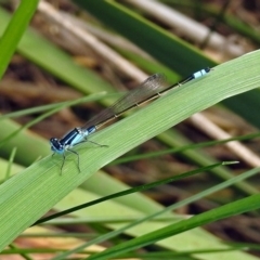 Ischnura heterosticta (Common Bluetail Damselfly) at Point Hut Pond - 8 Mar 2019 by RodDeb