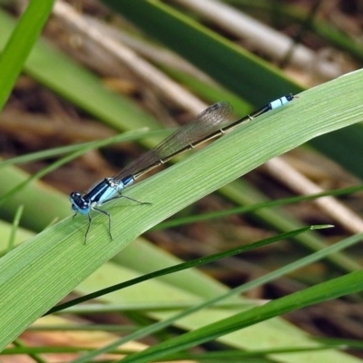 Ischnura heterosticta (Common Bluetail Damselfly) at Point Hut Pond - 8 Mar 2019 by RodDeb