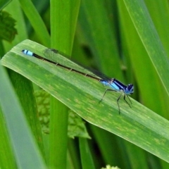 Ischnura heterosticta at Gordon, ACT - 8 Mar 2019