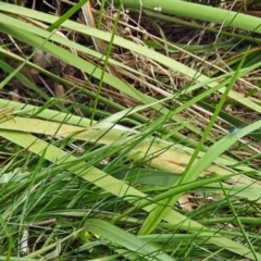 Ischnura heterosticta at Gordon, ACT - 8 Mar 2019