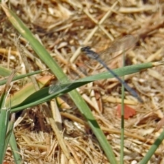 Ischnura heterosticta at Gordon, ACT - 8 Mar 2019 01:56 PM