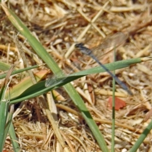 Ischnura heterosticta at Gordon, ACT - 8 Mar 2019 01:56 PM