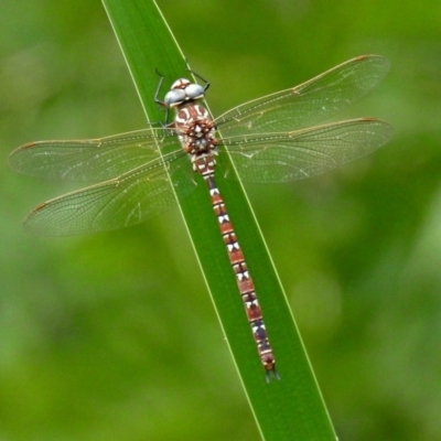 Austroaeschna unicornis (Unicorn Darner) at Point Hut Pond - 8 Mar 2019 by RodDeb