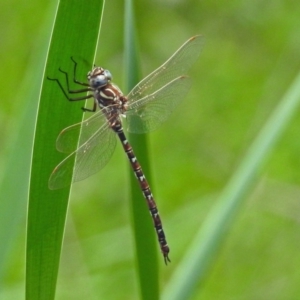 Austroaeschna unicornis at Gordon, ACT - 8 Mar 2019 02:38 PM