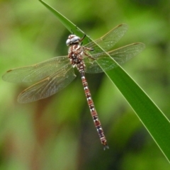 Austroaeschna unicornis at Gordon, ACT - 8 Mar 2019 02:38 PM