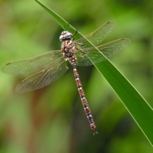 Austroaeschna unicornis at Gordon, ACT - 8 Mar 2019 02:38 PM