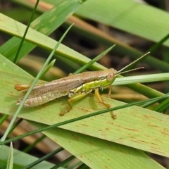 Bermius brachycerus (A grasshopper) at Point Hut Pond - 8 Mar 2019 by RodDeb