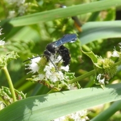 Laeviscolia frontalis (Two-spot hairy flower wasp) at Point Hut Pond - 8 Mar 2019 by RodDeb