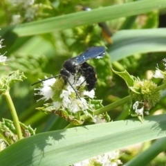 Australelis anthracina (Flower wasp) at Gordon, ACT - 8 Mar 2019 by RodDeb