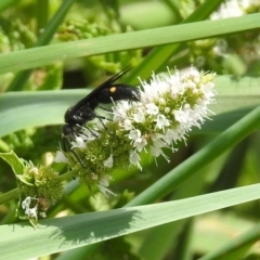 Laeviscolia frontalis at Gordon, ACT - 8 Mar 2019