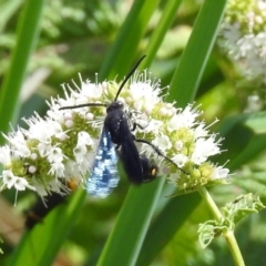 Laeviscolia frontalis at Gordon, ACT - 8 Mar 2019 02:10 PM