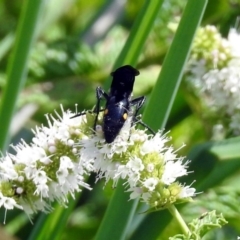 Laeviscolia frontalis at Gordon, ACT - 8 Mar 2019 02:10 PM