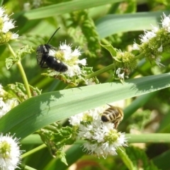 Laeviscolia frontalis at Gordon, ACT - 8 Mar 2019