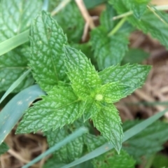 Mentha spicata at Gordon, ACT - 8 Mar 2019 02:09 PM